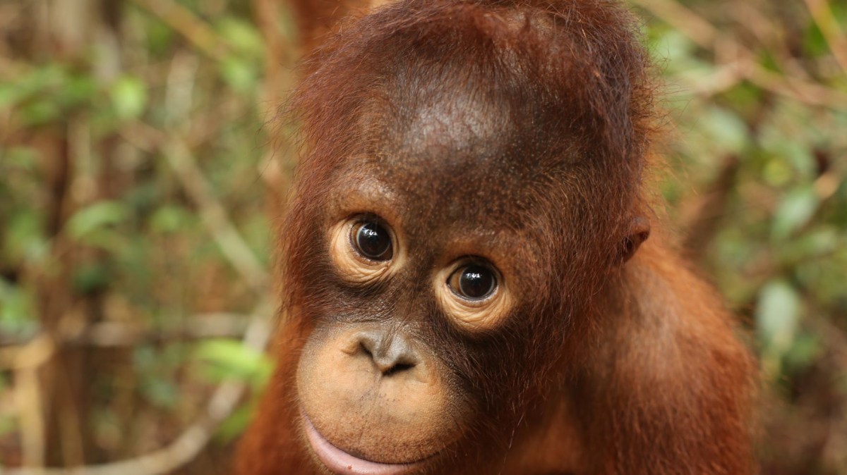 20 Facts on Species Extinction: What I Should&nbsp;Know